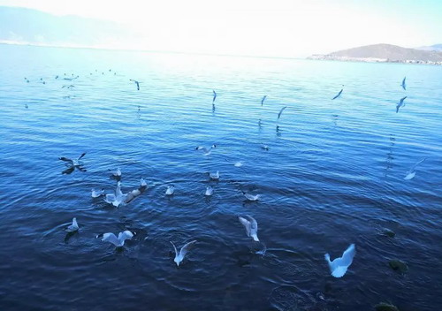 ʯ��ׯ�����Ƕȼ��������� ���ϴ���˫������ ��������