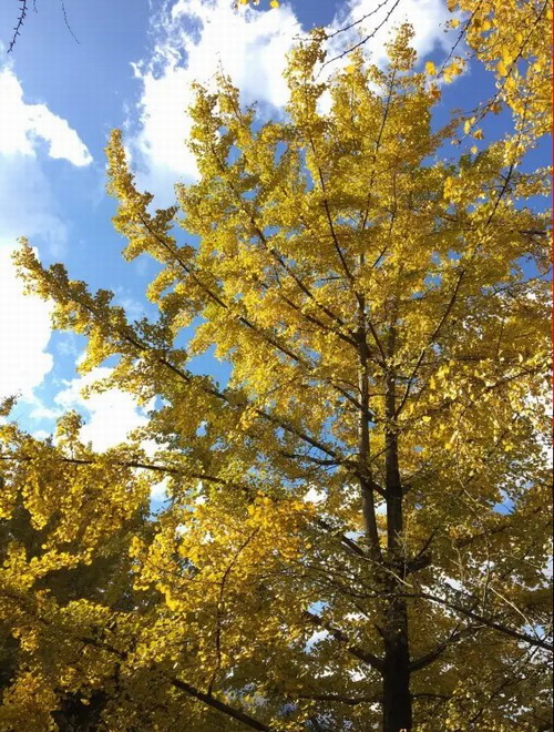 ʯ��ׯ�������ڳ��������� �����ڳ�����˫��6��