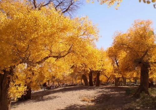 石家庄到内蒙额济纳旗胡杨林 青海湖 茶卡盐湖双飞八日