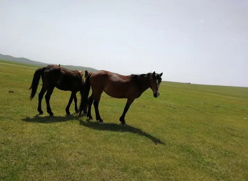 石家庄到呼伦贝尔旅游 呼伦贝尔 室韦 黑山头双飞五日