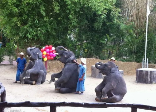 ʯ��ׯ����˫���ɾ������� ʯ��ׯֱ�ɰ���˫��5��