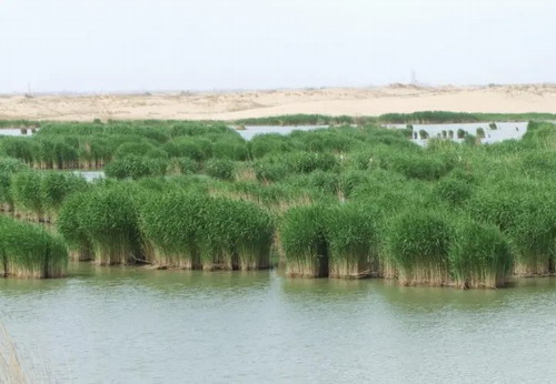 ʯ��ׯ������������ ɳ��ͷ���ڸ���ɳĮ��ͨ����ԭ˫����������